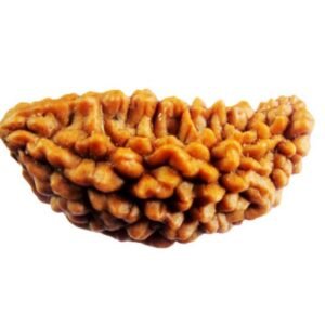 1 Mukhi Rudraksh