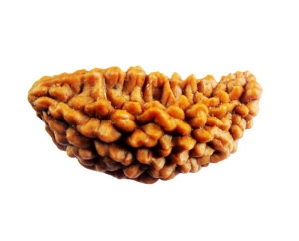 1 Mukhi Rudraksh