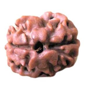 2 Mukhi Rudraksh