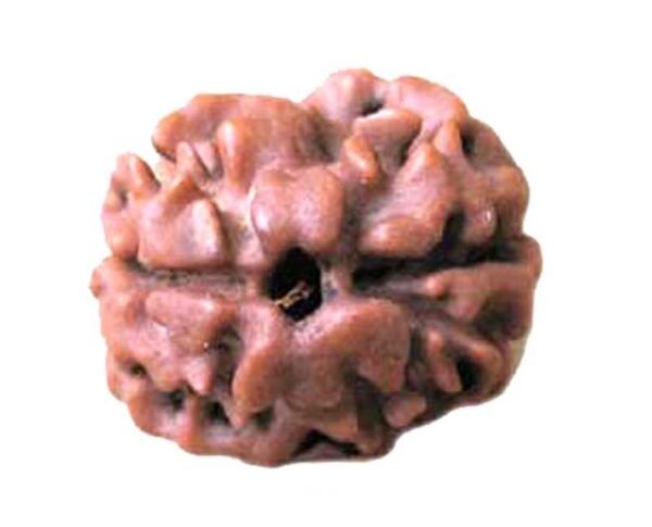 2 Mukhi Rudraksh