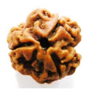 3 Mukhi Rudraksh