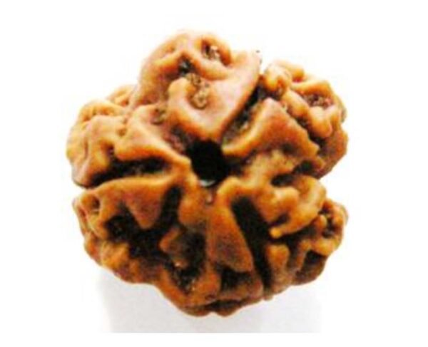 3 Mukhi Rudraksh