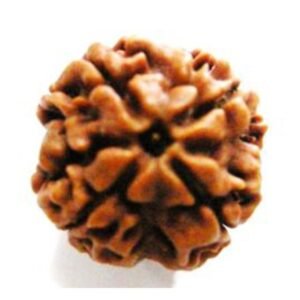 4 Mukhi Rudraksh