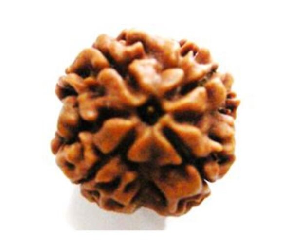 4 Mukhi Rudraksh