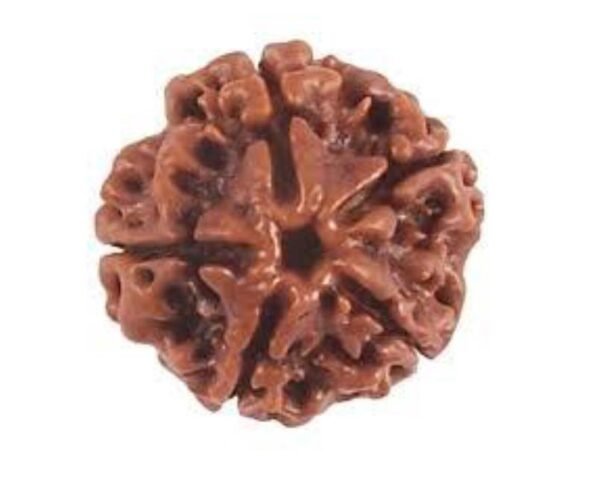 5 Mukhi Rudraksh