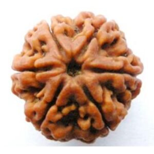 6 Mukhi Rudraksh