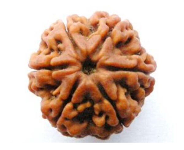 6 Mukhi Rudraksh