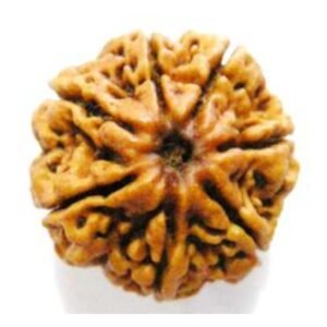 7 Mukhi Rudraksh