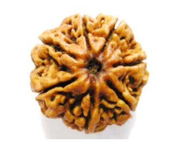 7 Mukhi Rudraksh