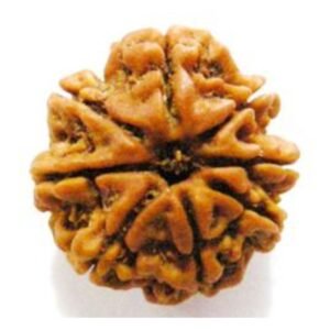 8 Mukhi Rudraksh