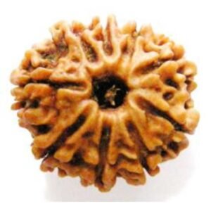 9 Mukhi Rudraksh