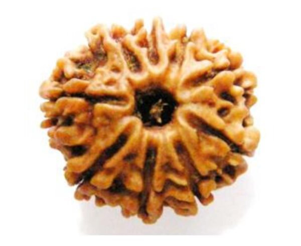 9 Mukhi Rudraksh