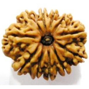 10 Mukhi Rudraksh