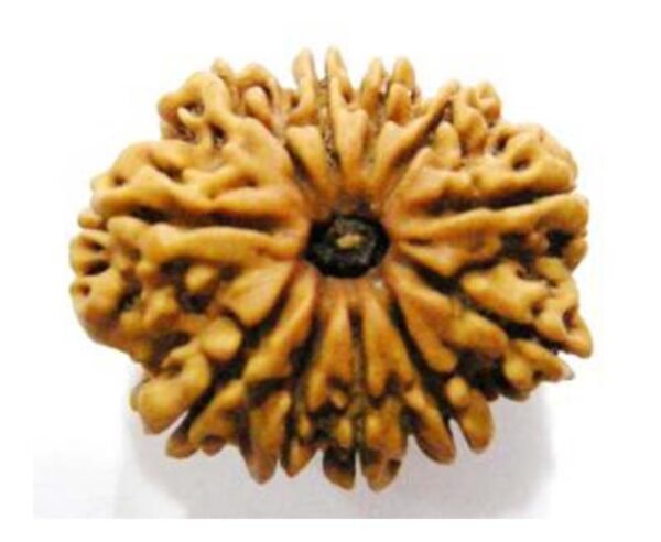 10 Mukhi Rudraksh