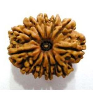 11 Mukhi Rudraksh