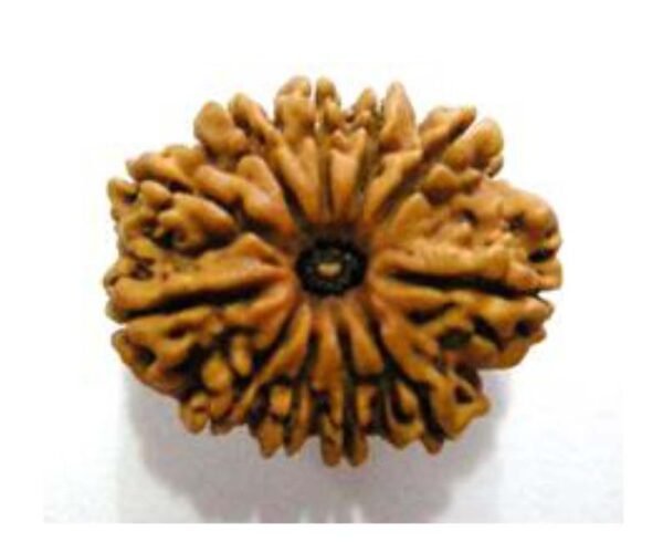 11 Mukhi Rudraksh