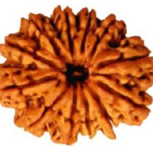 12 Mukhi Rudraksh