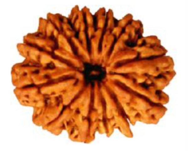 12 Mukhi Rudraksh